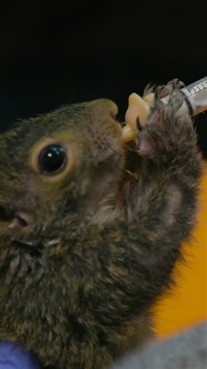 In this story from Wisconsin Life, Holly Hill-Putnam discusses her self-described "labor of love" as a wildlife rehabber volunteering for Wisconsin WildCare. Watch more Wisconsin Life at pbswisconsin.org/watch/wisconsin-life/ and on the free PBS app on all digital devices and smart TVs or right here on Facebook! | PBS Wisconsin