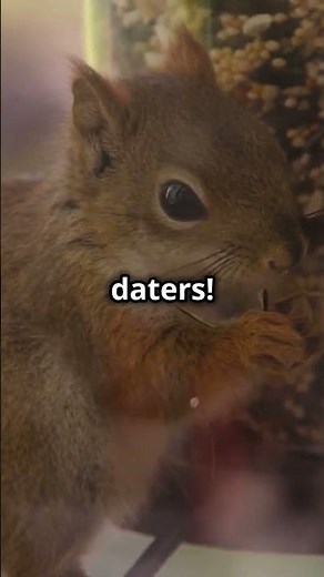 🐿️ The Untold Secrets of Squirrel Mating Behavior–Fascinating Facts You Must Know! #SquirrelSecret