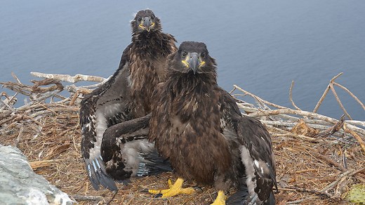 Catalina Island Bald Eagle Cam - West End camera | Explore.org