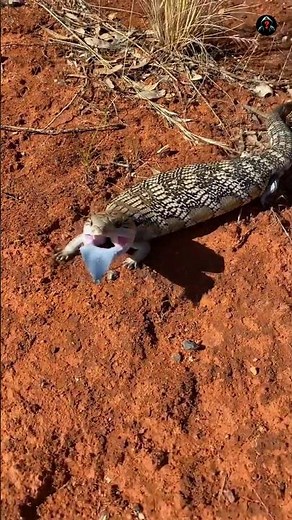 Why Is This Lizard Called the Snake's Aunt ?