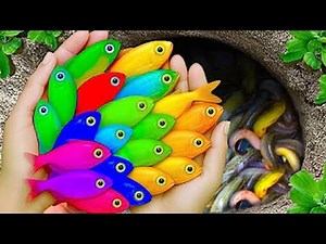 The incredible catch colorful aquarium fish in small pond: dragon guppy, turtle, iguana, snakehead