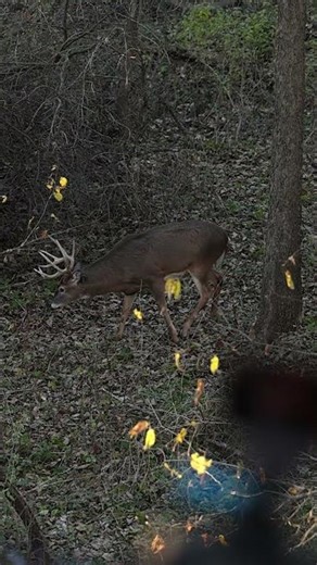 The Perfect Rut Hunt