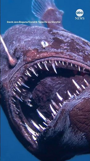 Researchers surprised to see deep-sea anglerfish in shallower waters near the Canary Islands