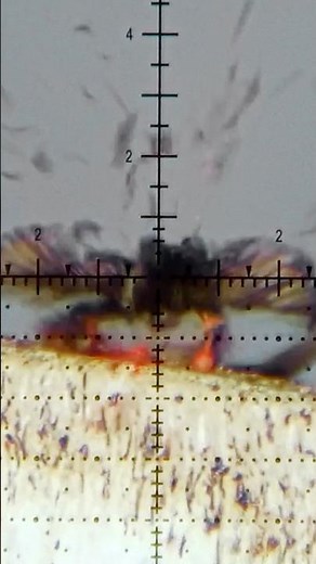 Have you ever seen a bird EXPLODE?