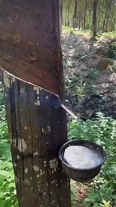 2.4K views · 16 reactions | Extraction Of Natural Rubber!!! #rubber | Now You Know | Facebook