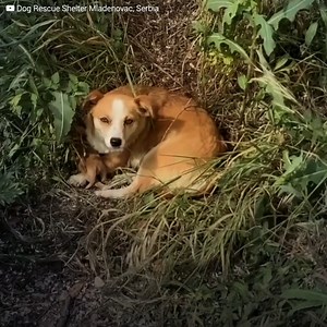 1.4M views · 10K reactions | This dog was mercilessly abandoned… she...