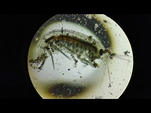 Exploring the World of Plankton Under the Microscope