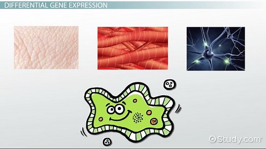 Differential Gene Expression | Definition & Analysis