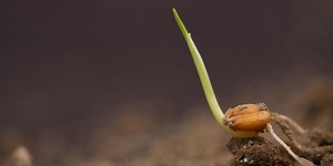 Dr. Pimple Popper Just Plucked Out 'Seedling' Blackheads All Over Her Patient