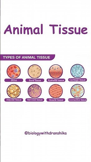 Animal Tissue: The Building Blocks of Life – Understanding Structure, Function, and Types