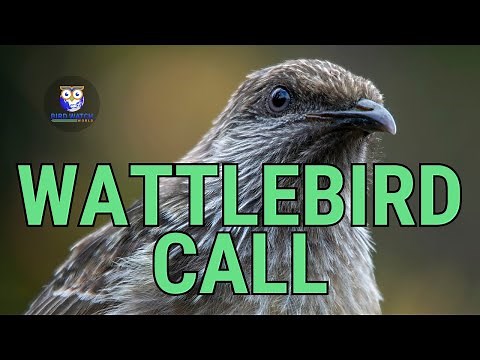 Wattlebird Call Australia - 4 Incredible Bird Sounds From Australian Birds