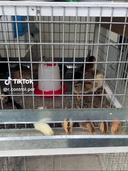 R Control Perú on TikTok