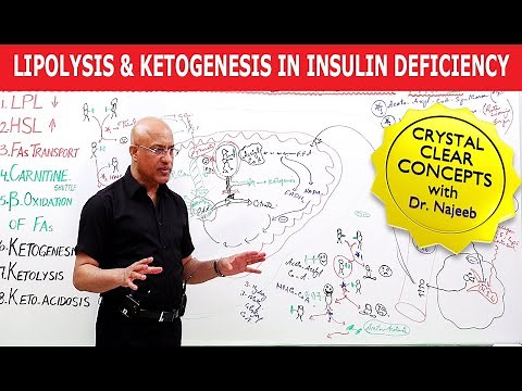 Lipolysis and Ketogenesis in severe Insulin Deficiency👨‍⚕️