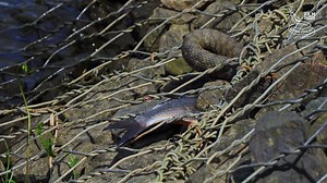 18K views · 356 reactions | Some snakes hunt in special environments...