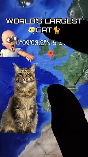 World's largest Cat In Google Earth #shorts