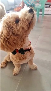 Cute matching Christmas collars for our dogs #dog #puppy #dogcollars #poochon