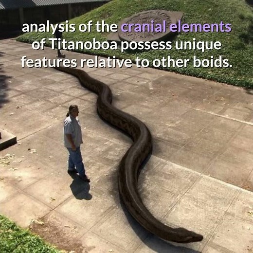 Titanoboa || Description and Facts!