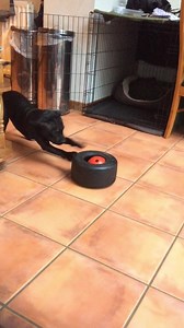 6K views · 622 reactions | Ok everyone, so I was on patrol today and I go and find a land mine. So I tried telling Colour but he’s just not interested, I will just have to defuse it myself. It’s great being fully trained. Wait one, the long hair RSM is just pinning detail to the fridge 藍❤️ | Watchman | Facebook