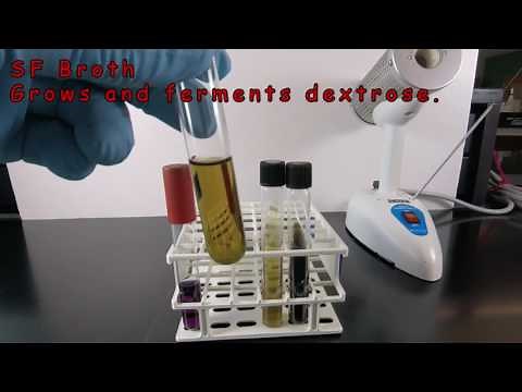 Using SF Broth and Bile Esculin Agar to Identify Enterococcus