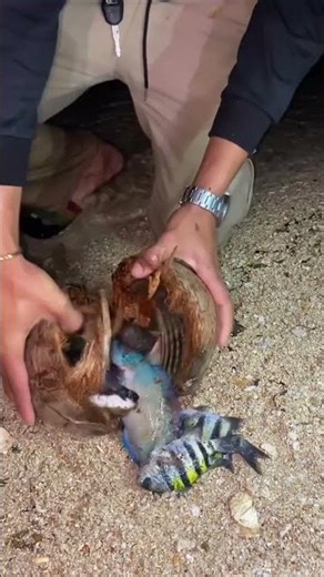 What’s Inside the Coconut Box? 🐟 Amazing Surprise
