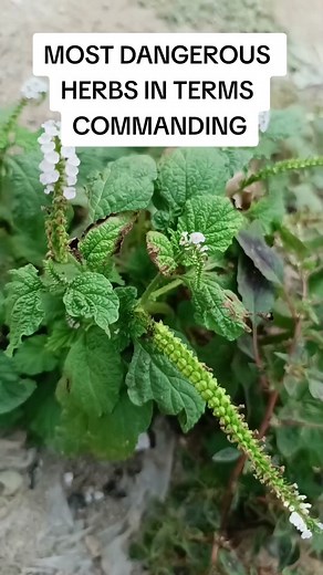 Herbal Remedies and Natural Solutions for Heart Health