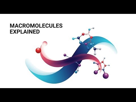 Macromolecules Explained: Carbohydrates, Lipids, Proteins, and Nucleic Acids in Life