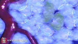 Cell division, tumor growth and metastasis, 3D animation with basic narration