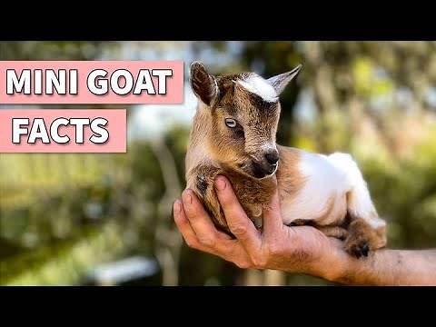 21 MIni Goat Facts | Does Pygmy Goat Make a Good Pet?