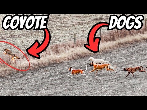 Hunting Down The King Of Coyotes! Epic Coyote Hunt