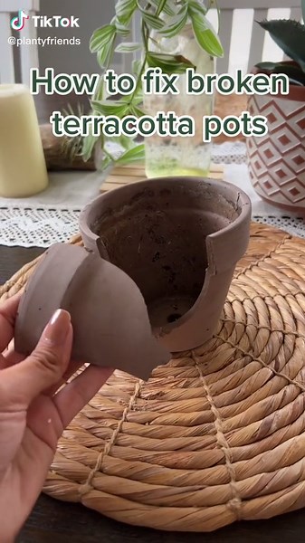 Amber plants on TikTok