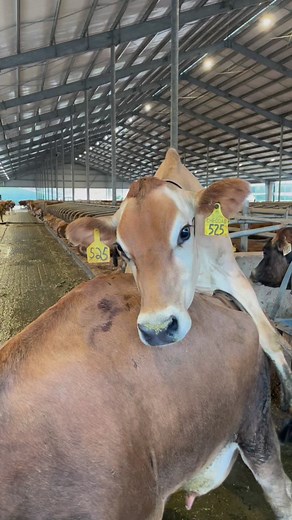 Cows in heat, how do we know when a cow want to be serviced? | TDF Honest Farming