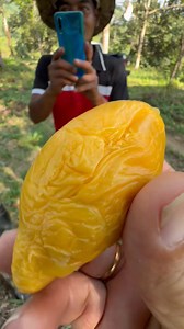 47K views · 726 reactions | 好消息！Puteri Merapoh 真正注册中。 Very Good...