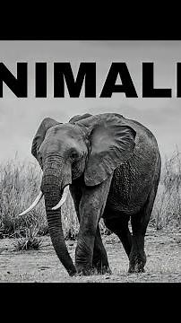 ANIMALIA || ANIMAL KINGDOM •ONLY FOR LEARNERS•