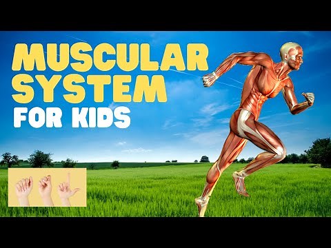 ASL Muscular System for Kids