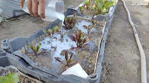 18K views · 841 reactions | 3 Homemade Organic Fertilizer For Your...