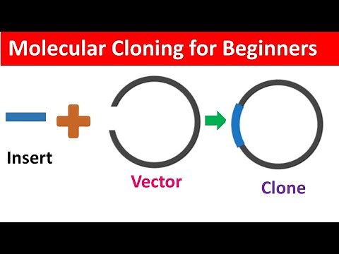 Molecular Cloning for Beginners: Definition, Workflow and Application