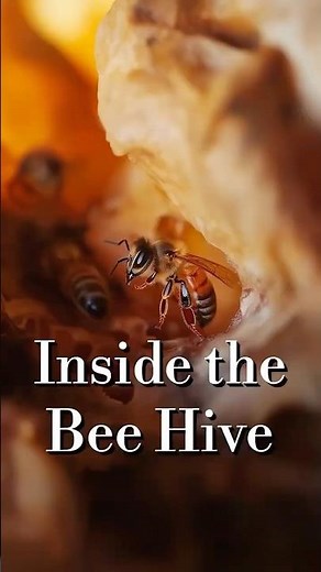 How a Queen Honeybee Reproduces an Entire Colony? 🐝