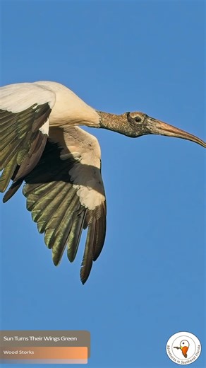 ✨ When the Sun Turns Their Wings Green: The Hidden Magic of Florida’s Wood Storks ✨ A Wood Stork drifted over Powell Creek Preserve just as the sun broke through the treetops, turning its dark wings into a sudden wash of shimmering green. In Florida’s wetlands, small moments like this reveal the hidden beauty of a species often overlooked. These gentle giants are keystone foragers, shaping the ecosystem with every step through shallow water. Nature Fact: A single hungry chick can eat up to 440 p