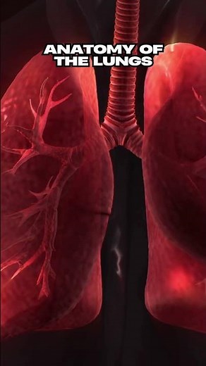 Anatomy of the Lungs 🫁