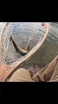 CATCH & COOK TIGER TROUT