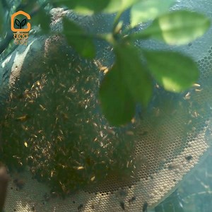 10K reactions · 1.1K shares | ঘরে বসেই উপোভগ করুন সুন্দরবনের খাটি মধু...