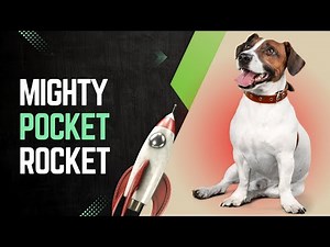 Jack Russell Terrier Guide and Info | Jack Russell Temperament and Dog Breed Facts