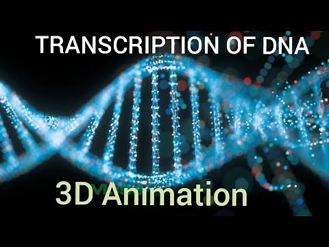 DNA TRANSCRIPTION 3D ANIMATION #coding #biology