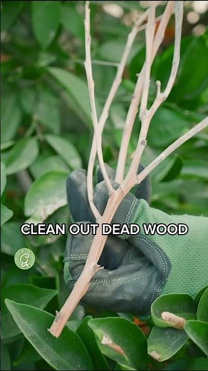 Pruning Citrus Suckers & Water Sprouts