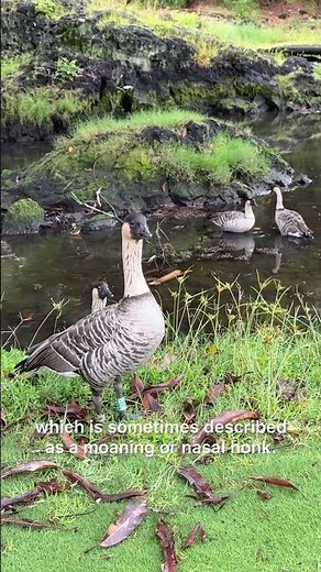 The nēnē, or Hawaiian goose (Branta sandvicensis), is Hawaii’s state bird.