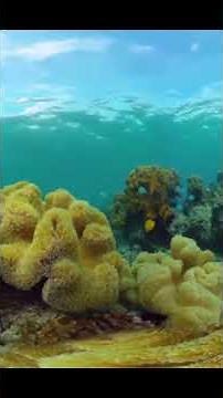 The Hidden World of the Clarion-Clipperton Zone