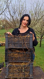 191K views · 19K reactions | Ovo je vrlo praktičan način za uzgoj mladog krompira na balkonu. Zauzima prostor samo jedne gajbe i idealno je za sve vas koji biste želeli da uzgojite sopstvenu hranu, a imate samo prostor na balkonu. Gajbe stavite na neki malo sunčaniji deo balkona, potrebno je da Sunce dopre do bar jedne strane gajbe. Probajte i vi . . . . . #tragbiljke #biljke #krompir | Trag Biljke | Facebook