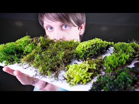 Collecting & Identifying Moss