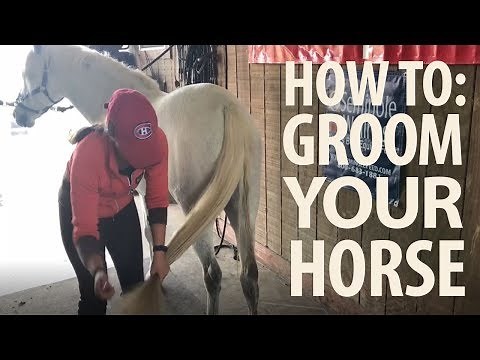 How to Groom a Horse | Step-by-Step Guide | Jeffers Equine