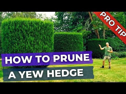 How to Prune a Yew Hedge, Tree, Shrub and Topiary
